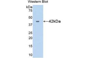 Western Blotting (WB) image for anti-Chemokine (C-X-C Motif) Ligand 17 (CXCL17) (AA 24-119) antibody (ABIN1175472) (CXCL17 antibody  (AA 24-119))