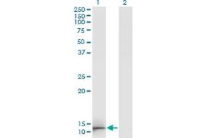 Western Blot analysis of GAL expression in transfected 293T cell line by GAL monoclonal antibody (M01A), clone 3C1-G5. (GAL antibody  (AA 1-123))