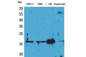 Western Blotting (WB) image for anti-Apelin (APLN) (C-Term) antibody (ABIN3178194) (Apelin antibody  (C-Term))