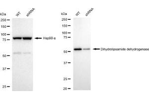 Western blotting analysis using Dihydrolipoamide dehydrogenase antibody (ABIN7798335).