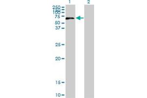 Western Blot analysis of UPF3A expression in transfected 293T cell line by UPF3A monoclonal antibody (M06), clone 2E2. (UPF3A antibody  (AA 274-374))