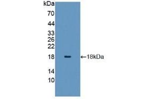 Detection of Recombinant H3, Mouse using Polyclonal Antibody to Histone H3 (H3) (Histone 3 antibody  (AA 1-136))