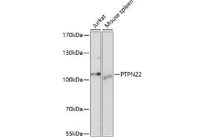 Western blot analysis of extracts of various cell lines, using PTPN22 antibody (ABIN3021952, ABIN3021953, ABIN1513449 and ABIN6218285) at 1:1000 dilution. (PTPN22 antibody  (AA 1-90))
