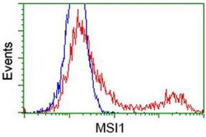 HEK293T cells transfected with either RC215992 overexpress plasmid (Red) or empty vector control plasmid (Blue) were immunostained by anti-MSI1 antibody (ABIN2454102), and then analyzed by flow cytometry. (MSI1 antibody)