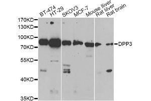Western blot analysis of extracts of various cell lines, using DPP3 antibody.