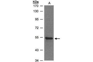 WB Image Sample(30 ug whole cell lysate) A:293T whole cell lysate 7.