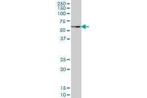 PAX7 monoclonal antibody (M05), clone 1E12 Western Blot analysis of PAX7 expression in NIH/3T3 . (PAX7 antibody  (AA 411-520))