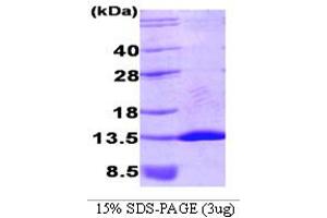SDS-PAGE (SDS) image for Neural Precursor Cell Expressed, Developmentally Down-Regulated 8 (NEDD8) (AA 1-76) protein (His tag) (ABIN666733)