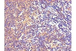 IHC image of ABIN7143989 diluted at 1:300 and staining in paraffin-embedded human lymph node tissue performed on a Leica BondTM system. (Monoamine Oxidase B antibody  (AA 2-489))