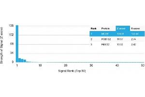 Analysis of Protein Array containing >19,000 full-length human proteins using MCM6 Mouse Monoclonal Antibody (MCM6/3000) Z- and S- Score: The Z-score represents the strength of a signal that a monoclonal antibody (Monoclonal Antibody) (in combination with a fluorescently-tagged anti-IgG secondary antibody) produces when binding to a particular protein on the HuProtTM array.