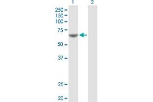 Western Blot analysis of PDE1A expression in transfected 293T cell line by PDE1A MaxPab polyclonal antibody. (PDE1A antibody  (AA 1-545))