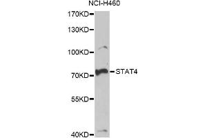 Western blot analysis of extracts of NCI-H460 cells, using STAT4 antibody. (STAT4 antibody)