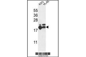 Western blot analysis in A375,HL-60 cell line lysates (35ug/lane). (RPL17 antibody  (C-Term))