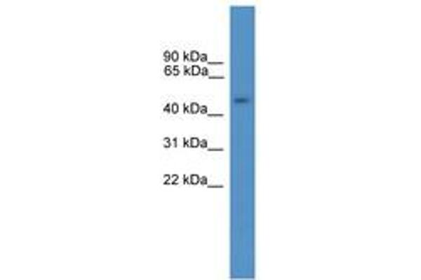 GTF2A1L antibody  (AA 371-420)
