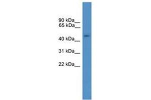 Image no. 1 for anti-General Transcription Factor IIA, 1-Like (GTF2A1L) (AA 371-420) antibody (ABIN6746378)
