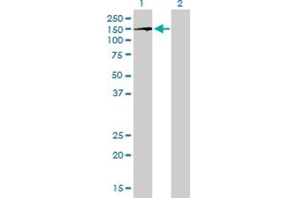 BUB1B antibody  (AA 1-130)