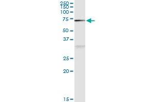Immunoprecipitation of NAE1 transfected lysate using anti-NAE1 MaxPab rabbit polyclonal antibody and Protein A Magnetic Bead , and immunoblotted with NAE1 purified MaxPab mouse polyclonal antibody (B01P) . (NAE1 antibody  (AA 1-534))
