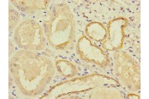 Immunohistochemistry of paraffin-embedded human kidney tissue using ABIN7160377 at dilution of 1:100 (MYBL1 antibody  (AA 503-752))