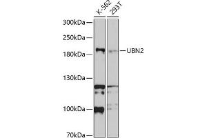 Western blot analysis of extracts of various cell lines, using UBN2 antibody (ABIN6135065, ABIN6149857, ABIN6149858 and ABIN6214800) at 1:1000 dilution. (UBN2 antibody  (AA 1-100))
