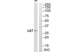 Western Blotting (WB) image for anti-Linker For Activation of T Cells (LAT) (Tyr255) antibody (ABIN1848408) (LAT antibody  (Tyr255))