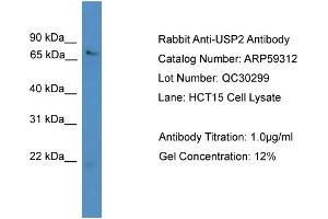 WB Suggested Anti-USP2  Antibody Titration: 0. (USP2 antibody  (N-Term))