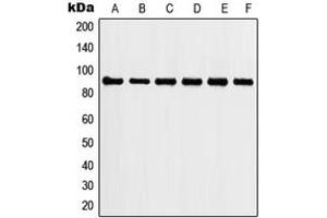 Western Blotting (WB) image for anti-Heat Shock Protein 90kDa alpha (Cytosolic), Class A Member 2 (HSP90AA2) (C-Term) antibody (ABIN7295932)