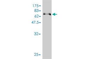 Western Blot detection against Immunogen (66. (PARD6B antibody  (AA 1-372))