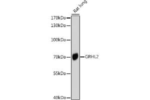 Western blot analysis of extracts of Rat lung, using GRHL2 antibody (ABIN6131917, ABIN6141384, ABIN6141385 and ABIN6214306) at 1:1000 dilution. (GRHL2 antibody  (AA 80-250))