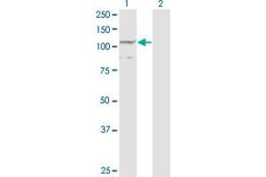 PCDHA7 antibody  (AA 143-241)