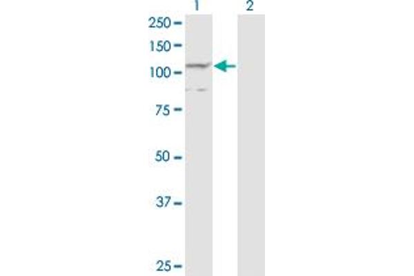 PCDHA7 antibody  (AA 143-241)