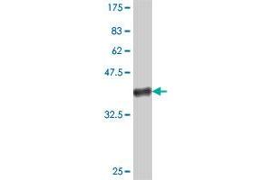 Western Blot detection against Immunogen (36. (SP100 antibody  (AA 1-98))