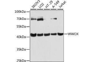 Western blot analysis of extracts of various cell lines, using WWOX antibody  at 1:3000 dilution. (WWOX antibody  (AA 1-120))