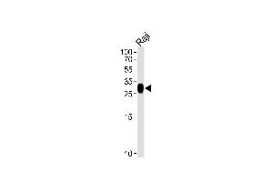 Western blot analysis of lysate from Raji cell line, using HLA-DRB4 Antibody (N-term) (ABIN657613 and ABIN2846610). (HLA-DRB4 antibody  (N-Term))