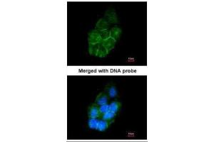ICC/IF Image Immunofluorescence analysis of paraformaldehyde-fixed A431, using Annexin II , antibody at 1:200 dilution. (Annexin A2 antibody)