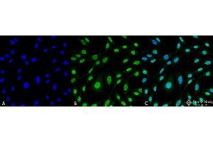 Immunocytochemistry/Immunofluorescence analysis using Mouse Anti-HO-1 (Rat) Monoclonal Antibody, Clone 6B8-2F2 . (HMOX1 antibody  (FITC))