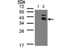 Western Blot analysis: PP2C kappa/PPM1K antibody staining of transfected 293T cell line at 1/500, 12% SDS PAGE Lane 1: Non-transfected lysate. (PPM1K antibody  (N-Term))
