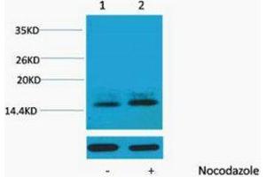 Western Blotting (WB) image for anti-Histone H1 (pThr3) antibody (ABIN3178834) (Histone H1 antibody  (pThr3))