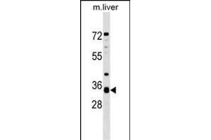 H1A Antibody (N-term) 19161a western blot analysis in mouse liver tissue lysates (35 μg/lane). (APH1A antibody  (N-Term))