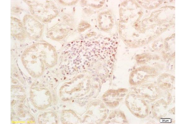 EGLN1 antibody  (AA 42-140)