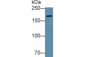 Western blot analysis of Human 293T cell lysate, using Mouse EPRS Antibody (1 µg/ml) and HRP-conjugated Goat Anti-Rabbit antibody (