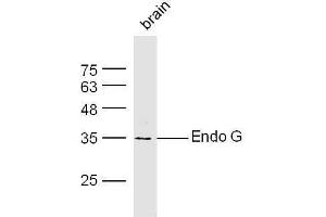 Mouse brain lysates probed with Rabbit Anti-Endonuclease G Polyclonal Antibody, Unconjugated  at 1:500 for 90 min at 37˚C. (Endonuclease G antibody  (AA 101-200))