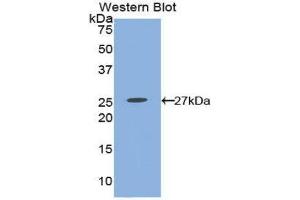 Western Blotting (WB) image for anti-Prostaglandin E Receptor 2 (Subtype EP2), 53kDa (PTGER2) (AA 155-355) antibody (ABIN1858724) (PTGER2 antibody  (AA 155-355))