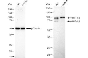anti-Aryl Hydrocarbon Receptor Nuclear Translocator (ARNT) antibody