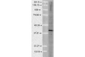 Western Blot analysis of Human Cell lysates showing detection of Aha1 protein using Rat Anti-Aha1 Monoclonal Antibody, Clone 25F2. (AHSA1 antibody  (FITC))