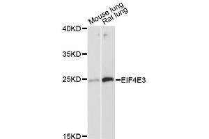 Western blot analysis of extracts of various cell lines, using EIF4E3 antibody (ABIN6292064) at 1:3000 dilution.