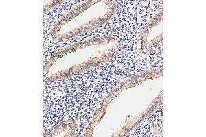 Immunohistochemical analysis of paraffin-embedded Human uterus tissue using (ABIN6242718 and ABIN6577914) performed on the Leica® BOND RXm. (DKK1 antibody  (AA 1-266))