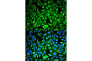 Immunofluorescence analysis of HeLa cell using PEBP1 antibody. (PEBP1 antibody)