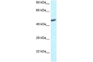 Western Blot showing DAP3 antibody used at a concentration of 1 ug/ml against U937 Cell Lysate (DAP3 antibody  (C-Term))