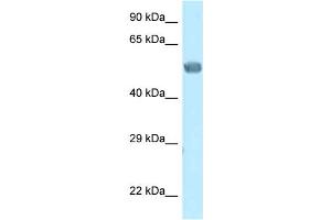 WB Suggested Anti-Eed Antibody Titration: 1. (EED antibody  (N-Term))