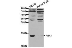 Western Blotting (WB) image for anti-Ring-Box 1, E3 Ubiquitin Protein Ligase (RBX1) antibody (ABIN1874569) (RBX1 antibody)